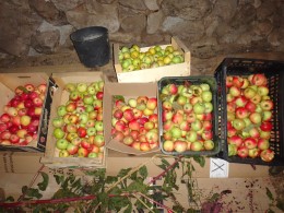 cueillette de pommes
